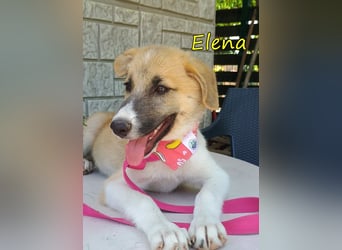 Elena geb. 04/2026 (GRC) - wunderbares Hundemädchen sucht wunderbares Zuhause!