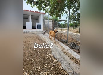 Dalia2 geb. 10/2018 (ESP) - verspielte, sanfte und zurückhaltende Hündin!