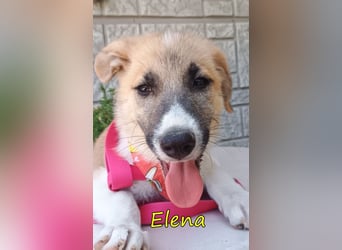 Elena geb. 04/2026 (GRC) - wunderbares Hundemädchen sucht wunderbares Zuhause!