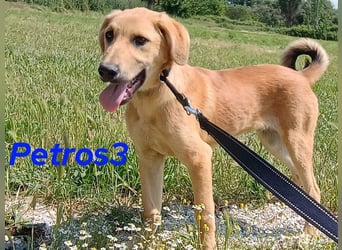 Petros3 geb. 12/2024 (GRC) - ausgeglichener, freundlicher und geselliger Junghund!