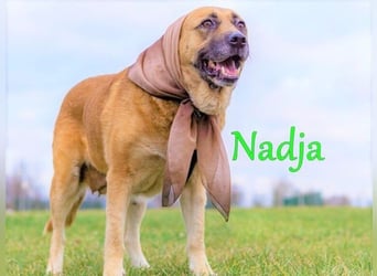 Nadja geb. 01/2017 - treue und verschmuste Hündin mit goldenem Herz!