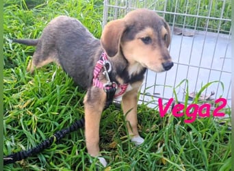 Vega2 geb. 08/2025 (GRC) - zärtliche und anhängliche Welpin!