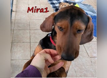 Mira1 geb. 08/2024 (GRC) - menschenbezogene Jagdhund-Mix Dame sucht ein Zuhause!