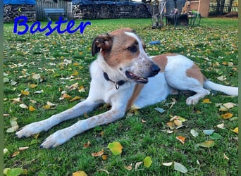 Baster geb. 10/2021 (in Deutschland) - sportlicher, verschmuster und aufmerksamer Rüde!
