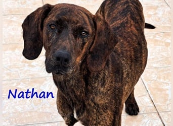 Nathan geb. 01/2022 (GRC) - verspielter, charmanter und wunderschöner Rüde!