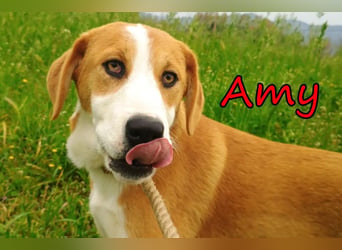 Amy geb. 11/2025 (GRC) - soziale + glückliche Maus sucht ihre eigene Familie!
