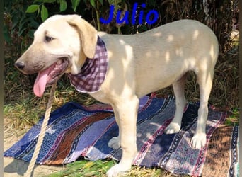 Julio geb. 12/2024 (GRC) - ausgeglichener und sozialer Junghund!