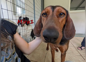 Mira1 geb. 08/2024 (GRC) - menschenbezogene Jagdhund-Mix Dame sucht ein Zuhause!