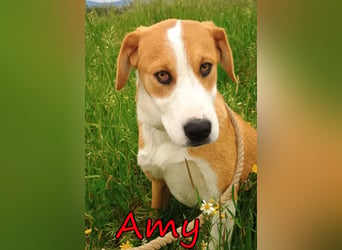 Amy geb. 11/2025 (GRC) - soziale + glückliche Maus sucht ihre eigene Familie!