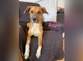 Ragna geb. 01/2025 (ESP) - gutgelaunte, freundliche Junghündin auf der Suche!