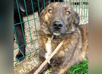 Sally6 geb. 2020 (GRC) - sanftmütige, ruhige und liebenswerte, wunderschöne Hündin!