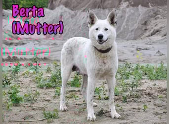 Uma geb. 03/2025 - freundliche und liebevolle Junghündin!