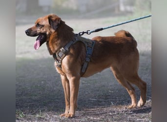 Caju – sensibel und liebevoll