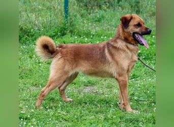 Caju – sensibel und liebevoll