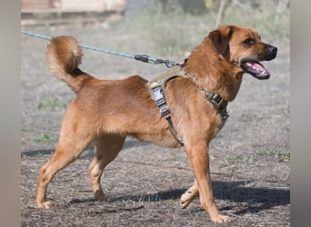 Caju – sensibel und liebevoll