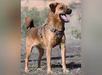 Caju – sensibel und liebevoll