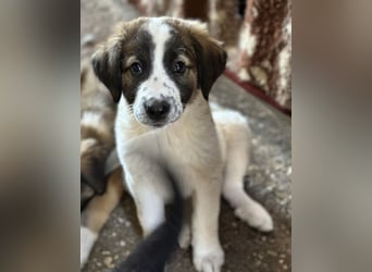 Findus, geb. ca. 02/2025, lebt in GRIECHENLAND, auf einer privaten Pflegestelle