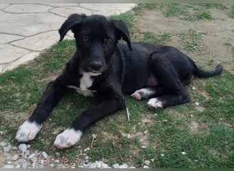 Taxo, geb. ca. 12/2024, lebt in GRIECHENLAND, auf einer privaten Pflegestelle