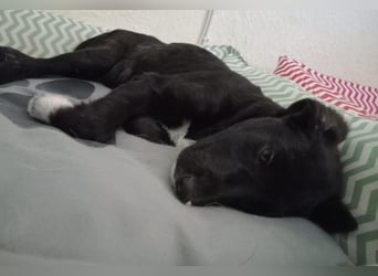 Taxo, geb. ca. 12/2024, lebt in GRIECHENLAND, auf einer privaten Pflegestelle