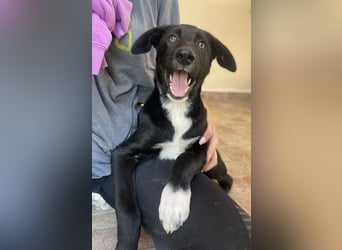 Taxo, geb. ca. 12/2024, lebt in GRIECHENLAND, auf einer privaten Pflegestelle