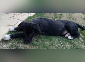 Taxo, geb. ca. 12/2024, lebt in GRIECHENLAND, auf einer privaten Pflegestelle