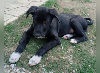 Taxo, geb. ca. 12/2024, lebt in GRIECHENLAND, auf einer privaten Pflegestelle