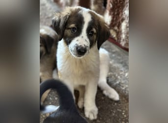 Findus, geb. ca. 02/2025, lebt in GRIECHENLAND, auf einer privaten Pflegestelle