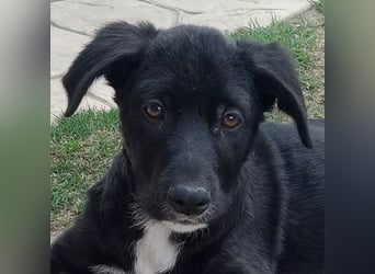 Taxo, geb. ca. 12/2024, lebt in GRIECHENLAND, auf einer privaten Pflegestelle