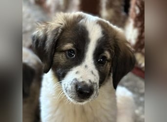 Findus, geb. ca. 02/2025, lebt in GRIECHENLAND, auf einer privaten Pflegestelle