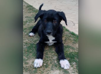 Taxo, geb. ca. 12/2024, lebt in GRIECHENLAND, auf einer privaten Pflegestelle