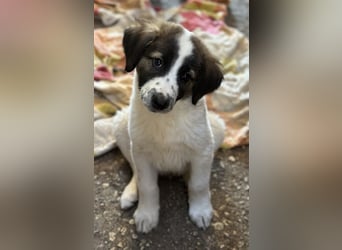 Findus, geb. ca. 02/2025, lebt in GRIECHENLAND, auf einer privaten Pflegestelle