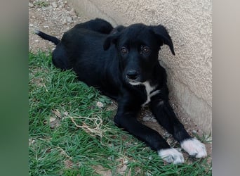 Taxo, geb. ca. 12/2024, lebt in GRIECHENLAND, auf einer privaten Pflegestelle