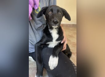 Taxo, geb. ca. 12/2024, lebt in GRIECHENLAND, auf einer privaten Pflegestelle