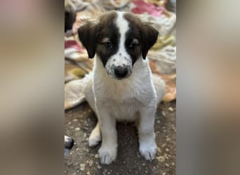 Findus, geb. ca. 02/2025, lebt in GRIECHENLAND, auf einer privaten Pflegestelle