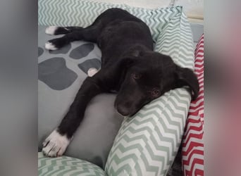 Taxo, geb. ca. 12/2024, lebt in GRIECHENLAND, auf einer privaten Pflegestelle