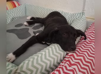 Taxo, geb. ca. 12/2024, lebt in GRIECHENLAND, auf einer privaten Pflegestelle