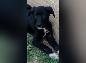 Taxo, geb. ca. 12/2024, lebt in GRIECHENLAND, auf einer privaten Pflegestelle