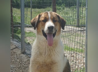Florin, geb. ca. 05/2025, lebt in GRIECHENLAND, im städt. Tierheim Serres