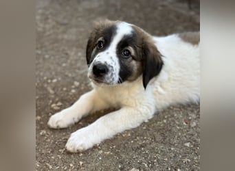 Findus, geb. ca. 02/2025, lebt in GRIECHENLAND, auf einer privaten Pflegestelle