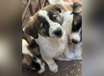 Findus, geb. ca. 02/2025, lebt in GRIECHENLAND, auf einer privaten Pflegestelle