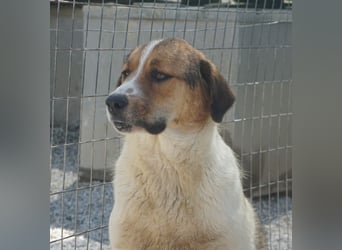 Florin, geb. ca. 05/2025, lebt in GRIECHENLAND, im städt. Tierheim Serres