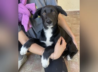 Taxo, geb. ca. 12/2024, lebt in GRIECHENLAND, auf einer privaten Pflegestelle