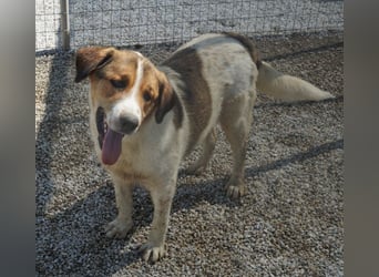 Florin, geb. ca. 05/2025, lebt in GRIECHENLAND, im städt. Tierheim Serres