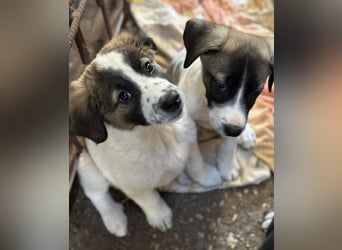 Findus, geb. ca. 02/2025, lebt in GRIECHENLAND, auf einer privaten Pflegestelle