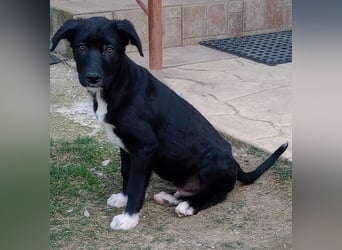 Taxo, geb. ca. 12/2024, lebt in GRIECHENLAND, auf einer privaten Pflegestelle