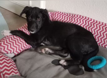 Taxo, geb. ca. 12/2024, lebt in GRIECHENLAND, auf einer privaten Pflegestelle