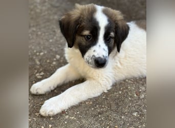 Findus, geb. ca. 02/2025, lebt in GRIECHENLAND, auf einer privaten Pflegestelle