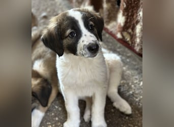 Findus, geb. ca. 02/2025, lebt in GRIECHENLAND, auf einer privaten Pflegestelle