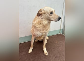 Hilton - großer Rüde mit sensibler Seele sucht geduldige Mesnchen