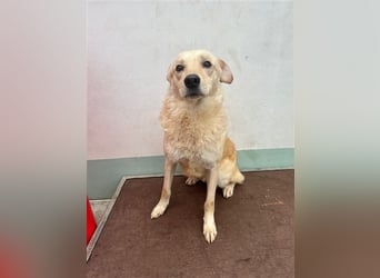 Hilton - großer Rüde mit sensibler Seele sucht geduldige Mesnchen